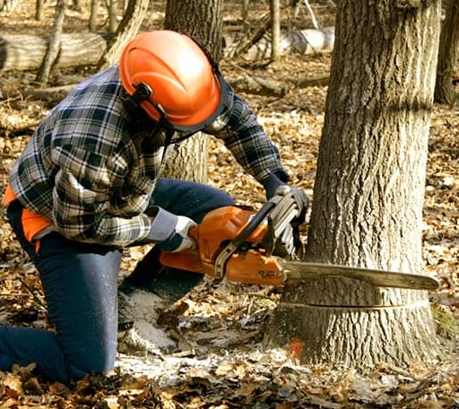 Tree Removal in Glen Daniel, WV